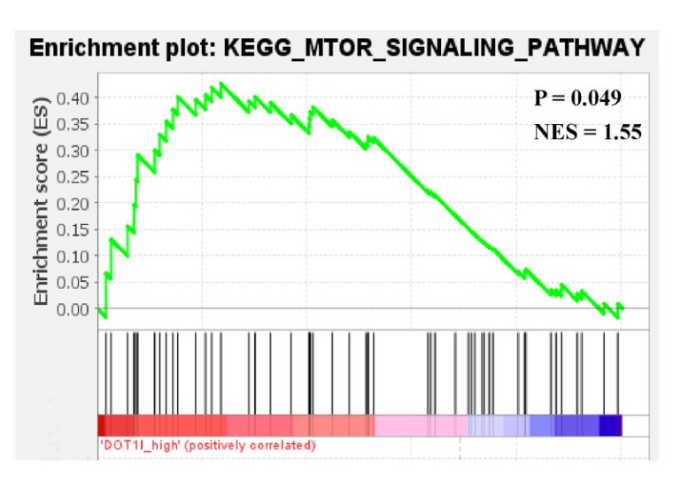GSEA indicated that DOT1L expression was closely related to mTOR signaling in renal cancer samples (TCGA-KIRC).jpg